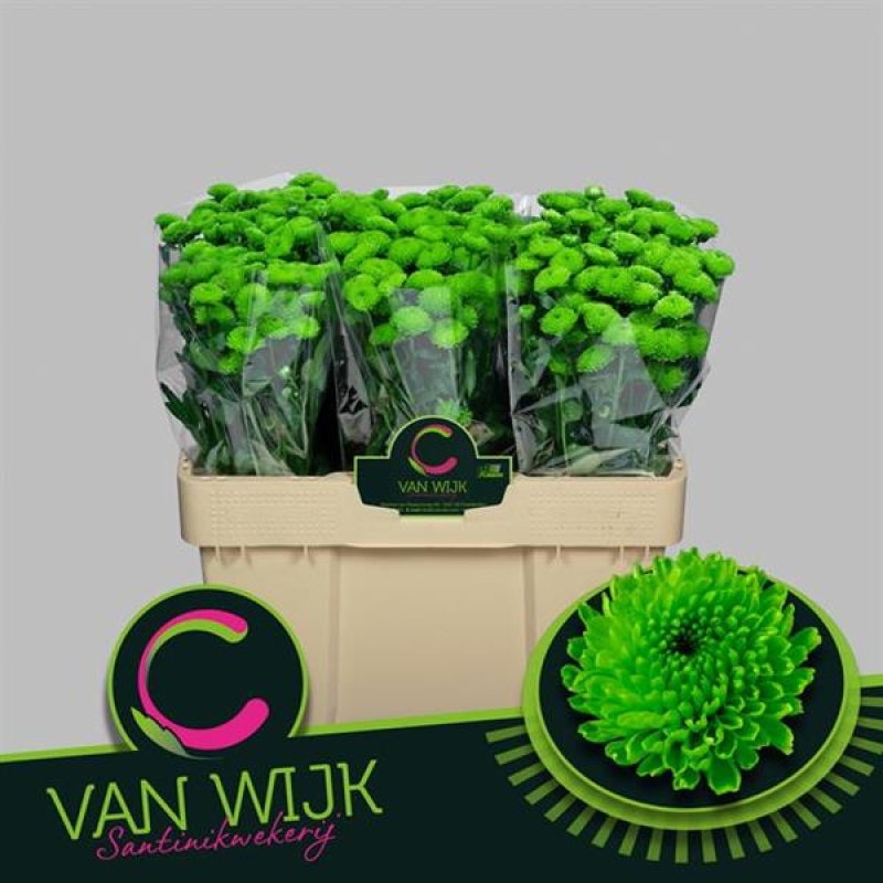 Crizanteme Verzi, 50/60 cm Pachet (20 buc.) 